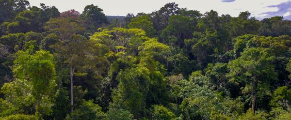 Forêt primaire dans une réserve indienne, au cœur de l'Amazonie brésilienne © R. Poccard-Chapuis, Cirad